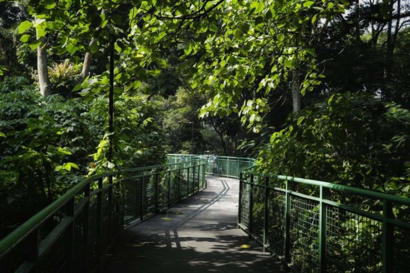 Suasana Forest Walk di Taman Babakan Siliwangi, Kota Bandung. Area jalur kayu sepanjang 2,3 kilometer ini direncanakan menjadi fokus penataan tahap kedua pada tahun 2026 guna meningkatkan kenyamanan dan keamanan pengunjung. Foto: jabarprov.go.id