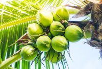 Air Kelapa Kaya Elektrolit, Air Kelapa Bisa Jadi Senjata Ampuh Lawan Lemas Saat Puasa (Foto Freepik)