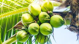 Air Kelapa Kaya Elektrolit, Air Kelapa Bisa Jadi Senjata Ampuh Lawan Lemas Saat Puasa (Foto Freepik)