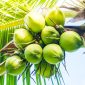 Air Kelapa Kaya Elektrolit, Air Kelapa Bisa Jadi Senjata Ampuh Lawan Lemas Saat Puasa (Foto Freepik)