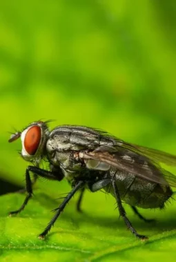 Cara Ampuh Usir Lalat dari Hidangan Idul Fitri, ini caranya?