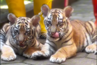 Dua anak Harimau benggala jantan di Bandung Zoo (Instagram Bandung Zoo)