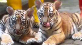 Dua anak Harimau benggala jantan di Bandung Zoo (Instagram Bandung Zoo)