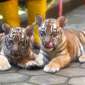 Dua anak Harimau benggala jantan di Bandung Zoo (Instagram Bandung Zoo)