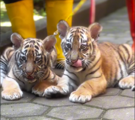 Dua anak Harimau benggala jantan di Bandung Zoo (Instagram Bandung Zoo)
