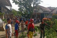Petugas gabungan mengevakuasi pohon tumbang yang menutup ruas jalan di Kota Cimahi, Jumat (6/3/2026). Angin kencang yang terjadi pada sore hari tersebut menyebabkan ratusan rumah rusak serta beberapa warga mengalami luka ringan. Foto: Dok. Istimewa