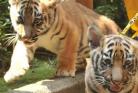 Anak harimau benggala di Bandung Zoo, Hara dikabarkan mati (Instagram)