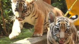 Anak harimau benggala di Bandung Zoo, Hara dikabarkan mati (Instagram)