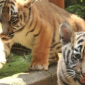 Anak harimau benggala di Bandung Zoo, Hara dikabarkan mati (Instagram)