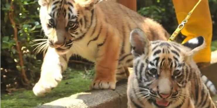 Anak harimau benggala di Bandung Zoo, Hara dikabarkan mati (Instagram)