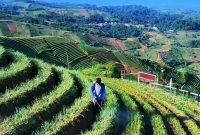 Obyek wisata Panyaweuyan ada sekitar 10 hektar lahan yang ditanami bawang merah (Foto Diskominfo Majalengka)