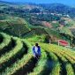 Obyek wisata Panyaweuyan ada sekitar 10 hektar lahan yang ditanami bawang merah (Foto Diskominfo Majalengka)