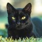 Kucing HItam (Freepik)