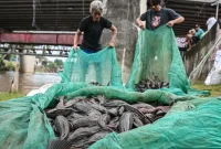 Warga mengangkut ikan sapu-sapu saat operasi pembersihan di Sungai Ciliwung, Cililitan, Jakarta, Jumat (17/4/2026). /ANTARA FOTO/Sulthony Hasanuddin/tom.