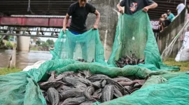 Warga mengangkut ikan sapu-sapu saat operasi pembersihan di Sungai Ciliwung, Cililitan, Jakarta, Jumat (17/4/2026). /ANTARA FOTO/Sulthony Hasanuddin/tom.
