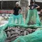 Warga mengangkut ikan sapu-sapu saat operasi pembersihan di Sungai Ciliwung, Cililitan, Jakarta, Jumat (17/4/2026). /ANTARA FOTO/Sulthony Hasanuddin/tom.