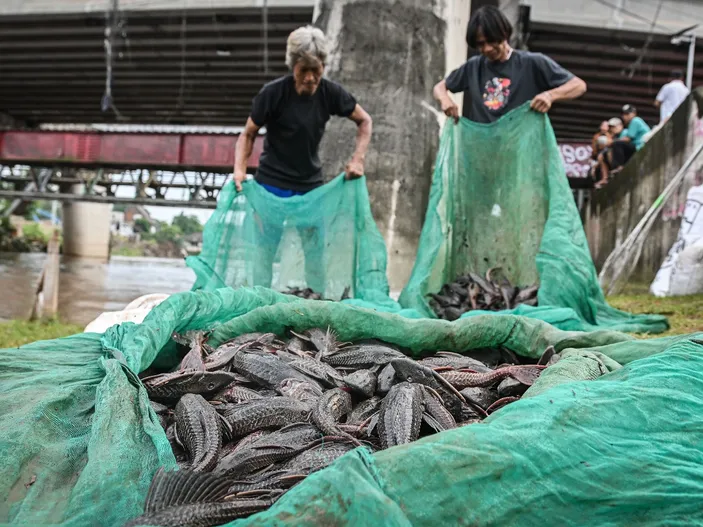 Warga mengangkut ikan sapu-sapu saat operasi pembersihan di Sungai Ciliwung, Cililitan, Jakarta, Jumat (17/4/2026). /ANTARA FOTO/Sulthony Hasanuddin/tom.