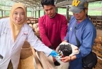 Petugas memeriksa kesehatan hewan kurban di salah satu lapak penjualan ternak di Jawa Barat. Pemprov Jabar memastikan stok hewan kurban Iduladha 2026 dalam kondisi mencukupi dan aman. Foto: radargarut.id
