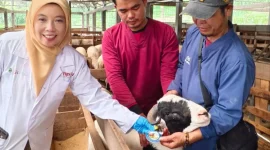 Petugas memeriksa kesehatan hewan kurban di salah satu lapak penjualan ternak di Jawa Barat. Pemprov Jabar memastikan stok hewan kurban Iduladha 2026 dalam kondisi mencukupi dan aman. Foto: radargarut.id