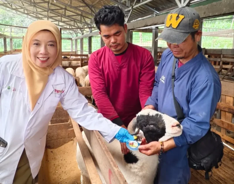 Petugas memeriksa kesehatan hewan kurban di salah satu lapak penjualan ternak di Jawa Barat. Pemprov Jabar memastikan stok hewan kurban Iduladha 2026 dalam kondisi mencukupi dan aman. Foto: radargarut.id