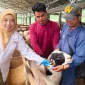 Petugas memeriksa kesehatan hewan kurban di salah satu lapak penjualan ternak di Jawa Barat. Pemprov Jabar memastikan stok hewan kurban Iduladha 2026 dalam kondisi mencukupi dan aman. Foto: radargarut.id