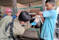 Dinas Ketahanan Pangan, Pertanian, dan Perikanan (DKP3) Kabupaten Majalengka bergerak cepat memastikan kelayakan dan kesehatan hewan kurban menjelang Hari Raya Iduladha