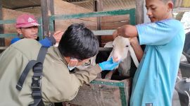 Dinas Ketahanan Pangan, Pertanian, dan Perikanan (DKP3) Kabupaten Majalengka bergerak cepat memastikan kelayakan dan kesehatan hewan kurban menjelang Hari Raya Iduladha