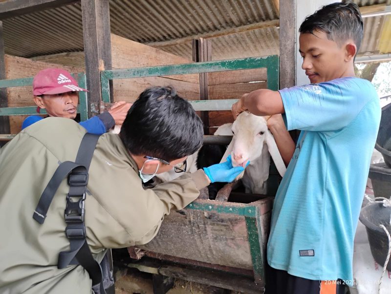 Dinas Ketahanan Pangan, Pertanian, dan Perikanan (DKP3) Kabupaten Majalengka bergerak cepat memastikan kelayakan dan kesehatan hewan kurban menjelang Hari Raya Iduladha