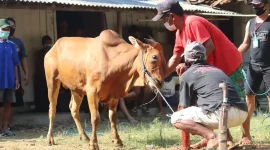 Ilustrasi Hewan Qurban (Baznas)