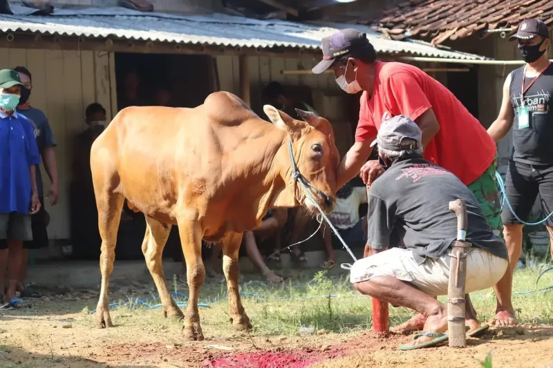 Ilustrasi Hewan Qurban (Baznas)