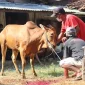 Ilustrasi Hewan Qurban (Baznas)