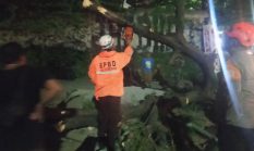 Pohon Tumbang di Depan Unpad Jatinangor Timpa 5 Pengendara Motor, Satu Korban Kritis