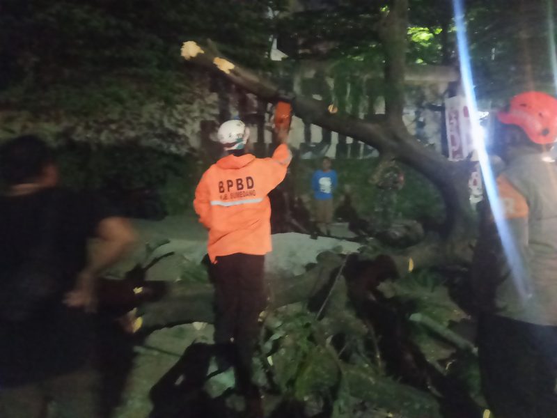 Petugas BPBD Kabupaten Sumedang bersama unsur gabungan melakukan evakuasi pohon flamboyan yang tumbang di Jalan Nasional depan Unpad Jatinangor, Senin (1/6/2026) malam. Pohon yang diduga lapuk tersebut menimpa lima sepeda motor dan menyebabkan lima orang terluka. Foto: BPBD Kabupaten Sumedang