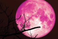 Bulan Juni 2026 menjadi periode yang dinantikan para penggemar astronomi. Sepanjang bulan ini, langit malam akan menyuguhkan berbagai fenomena menarik mulai dari pertemuan planet-planet terang, hujan meteor, hingga kemunculan Strawberry Moon yang selalu mencuri perhatian.