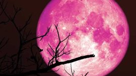 Bulan Juni 2026 menjadi periode yang dinantikan para penggemar astronomi. Sepanjang bulan ini, langit malam akan menyuguhkan berbagai fenomena menarik mulai dari pertemuan planet-planet terang, hujan meteor, hingga kemunculan Strawberry Moon yang selalu mencuri perhatian.