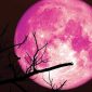 Bulan Juni 2026 menjadi periode yang dinantikan para penggemar astronomi. Sepanjang bulan ini, langit malam akan menyuguhkan berbagai fenomena menarik mulai dari pertemuan planet-planet terang, hujan meteor, hingga kemunculan Strawberry Moon yang selalu mencuri perhatian.