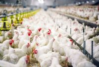Peternak ayam rakyat mengeluhkan anjloknya harga ayam hidup di tengah kenaikan biaya pakan. PERMINDO menyebut persoalan bukan hanya over supply, tetapi juga tekanan likuiditas dan tata kelola impor bahan baku pakan.