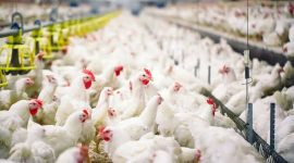 Peternak ayam rakyat mengeluhkan anjloknya harga ayam hidup di tengah kenaikan biaya pakan. PERMINDO menyebut persoalan bukan hanya over supply, tetapi juga tekanan likuiditas dan tata kelola impor bahan baku pakan.