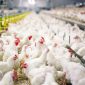Peternak ayam rakyat mengeluhkan anjloknya harga ayam hidup di tengah kenaikan biaya pakan. PERMINDO menyebut persoalan bukan hanya over supply, tetapi juga tekanan likuiditas dan tata kelola impor bahan baku pakan.