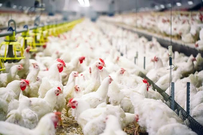 Peternak ayam rakyat mengeluhkan anjloknya harga ayam hidup di tengah kenaikan biaya pakan. PERMINDO menyebut persoalan bukan hanya over supply, tetapi juga tekanan likuiditas dan tata kelola impor bahan baku pakan.