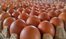 Kementan Dorong MBG Serap Telur Peternak Lokal, Upaya Angkat Harga di Tingkat Kandang