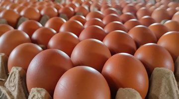 BGN Larang Keras Dapur MBG Pakai Minyakita, Gas 3 Kg, dan Beras SPHP