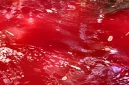 Warga mendatangi Mata Air Keramat Kareo di Kampung Kareo Desa Cibadung Gunung Sindur Kabupaten Bogor setelah air sempat berubah menjadi merah pada Minggu 20 September 2026

