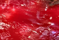 Warga mendatangi Mata Air Keramat Kareo di Kampung Kareo Desa Cibadung Gunung Sindur Kabupaten Bogor setelah air sempat berubah menjadi merah pada Minggu 20 September 2026

