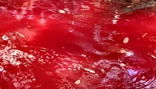 Warga mendatangi Mata Air Keramat Kareo di Kampung Kareo Desa Cibadung Gunung Sindur Kabupaten Bogor setelah air sempat berubah menjadi merah pada Minggu 20 September 2026