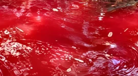 Warga mendatangi Mata Air Keramat Kareo di Kampung Kareo Desa Cibadung Gunung Sindur Kabupaten Bogor setelah air sempat berubah menjadi merah pada Minggu 20 September 2026

