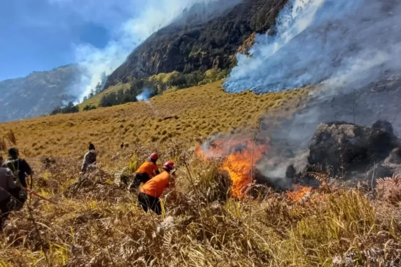 Tim gabungan berusaha memadamkan api yang masih menyala di kawasan TNBTS, Rabu (5/8/2026). ANTARA/HO-BPBD Probolinggo