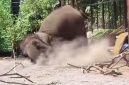 Tangkapan layar video viral seekor gajah menimpa seorang pawang di Lembang Park and Zoo, Kabupaten Bandung Barat (KBB), Jawa Barat, Minggu (13/9/2026).

