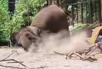 Tangkapan layar video viral seekor gajah menimpa seorang pawang di Lembang Park and Zoo, Kabupaten Bandung Barat (KBB), Jawa Barat, Minggu (13/9/2026).
