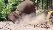 Tangkapan layar video viral seekor gajah menimpa seorang pawang di Lembang Park and Zoo, Kabupaten Bandung Barat (KBB), Jawa Barat, Minggu (13/9/2026).
